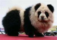 panda dog