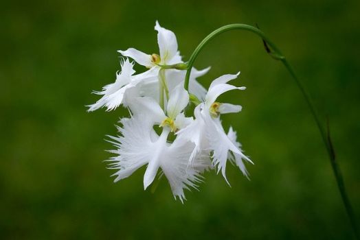 White Egret Wild Orchid