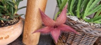 Flor de cactus estrela (star cactus flower )