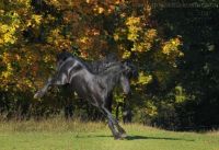 Friesian horse in autumn