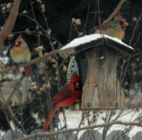 winter cardinals