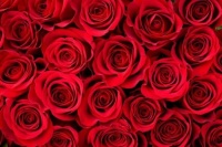 roses_valentine