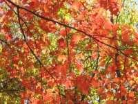 Reds of Autumn