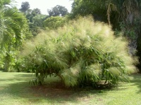 Flowering grass clump