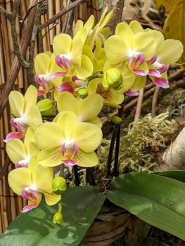 Solve San Diego Botanical Garden Orchid Show jigsaw puzzle online with