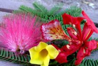 Flowers from a Nerang morning walk