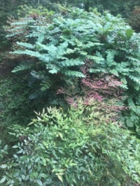 Shrubbery