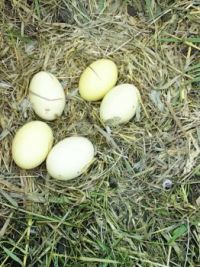 5 Rhea  eggs 2nd time this summer