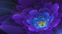 Purple Blue Iris
