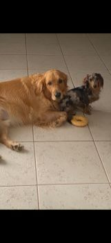 Neville and Zippy