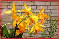 Washington-DC-Orchid-Cattlianthe-Sorpresita-17721 Torontonian