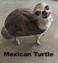 I like turtles