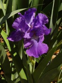 Regal Purple Iris