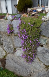 Aubrieta on a stone wall in the spring