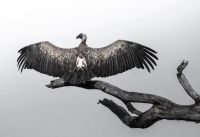 African White-backed Vulture  - spreading its wings