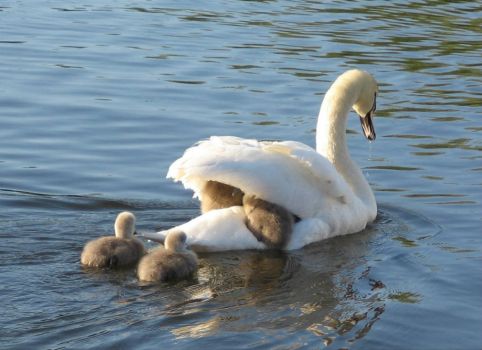 Mrs Swan and Cygnets
