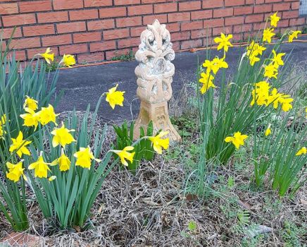 Daffodils and garden statuary