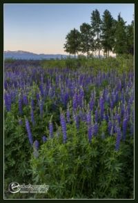 Lupines at Tahoe City, CA