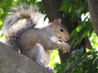 Squirrel Appreciation Day!