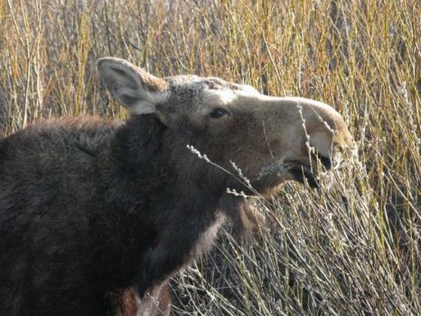 moose eating