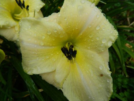 Day lily in the rain