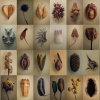 seeds of the world
