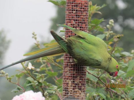 Rose-Ringed Parakeet on peanut feeder.