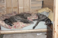 Wolfhounds in Repose