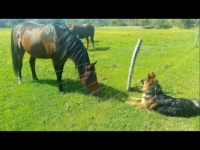 Horses Rowley and Bentley with Bailey the Dog