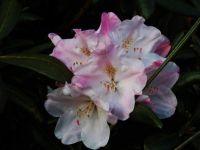 Rhododendron - April - Devon