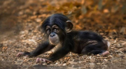 Ahhh a baby monkey precious face.
