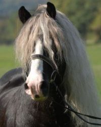 Droompaard van mijn zussie