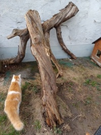 Linus and the scratching post