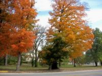Fall in Seneca, MO