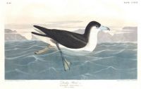 J.J.Audubon - Dusky Petrel (Plate 299)