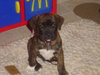 buddy as a puppy
