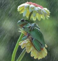 Frogs in the rain huddling.