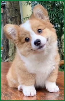 Corgi Cutie Jigsaw Puzzle