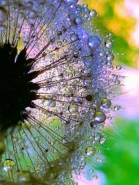 🌼🌻Dandelion’s Appreciation🌻 🌼