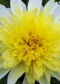 Flower Four
