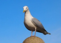 Gull