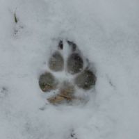 Snowy Pawprint
