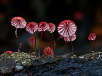 Marasmius Steve Axford