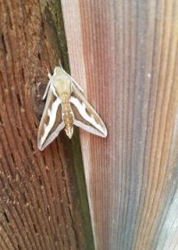 Galium Sphinx Moth
