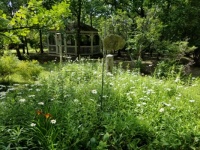 My Backyard
