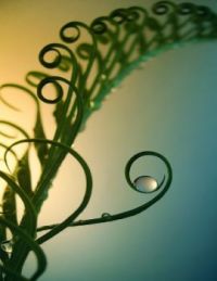 fern and dew