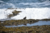 Duck in Portland, Maine