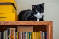 Molly on the bookcase