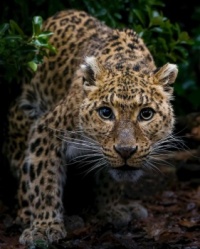 leopard ig@nature