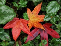 Sweetgum Leaves